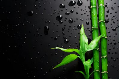 Papier peint  Bambou sur fond noir humide