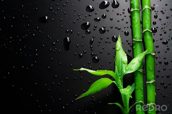 Papier peint  Bambou sur fond noir humide
