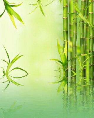 Papier peint  Bambou sur fond vert
