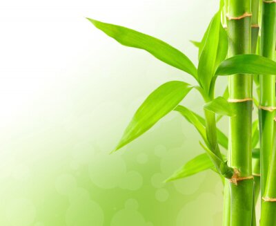 Bambou sur un fond abstrait