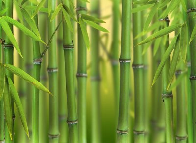 Papier peint  Bambou vert dans la forêt
