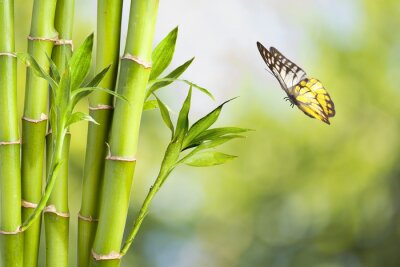 Papier peint  Bambou vert et un papillon