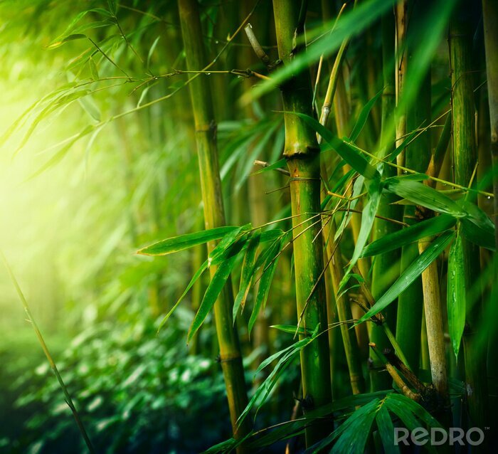 Papier peint  Bambous sous les tropiques