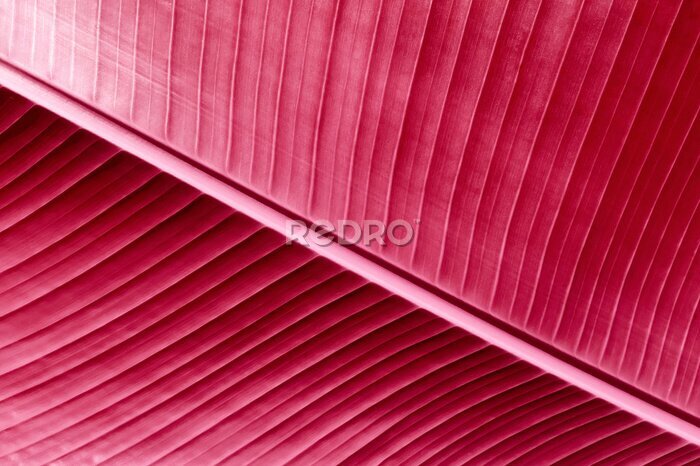 Papier peint  Banana leaf texture, strelitzia, abstract floral pattern. Trendy fashion color 2023 palette sample.
