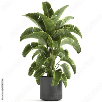 Papier peint  Banana palm in a black pot on a white background