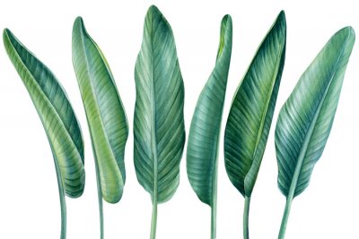 Papier peint  Banana palm leaves on isolated white background, watercolor illustration, tropical plants