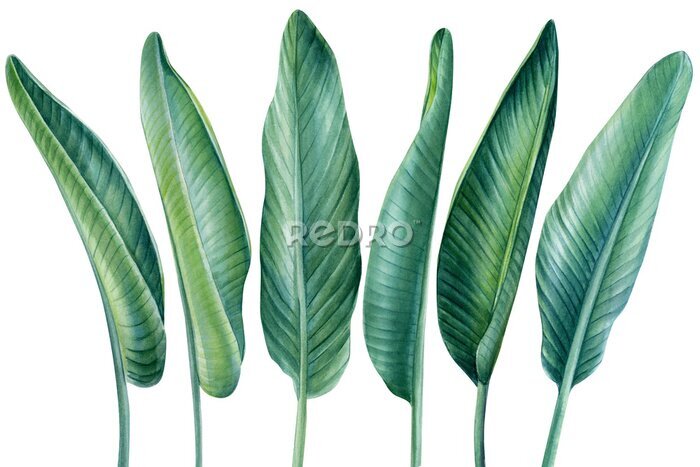 Papier peint  Banana palm leaves on isolated white background, watercolor illustration, tropical plants