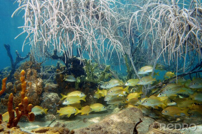 Papier peint  Banc de poissons sous la mer panache dans un récif de corail