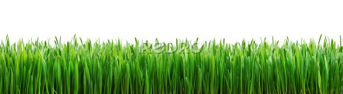 Papier peint  Bande d'herbe verte sur fond blanc