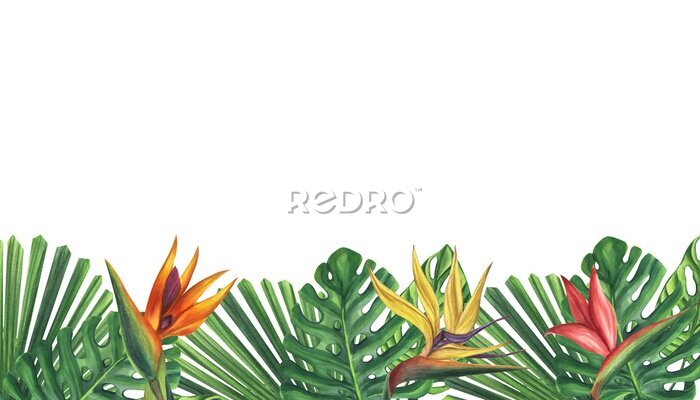 Papier peint  Banner green palm leaves strelitzia flower. Monstera Likuala Jungle tropical exotic. Hand-drawn watercolor illustration isolated on white background. For logo card poster label invitations