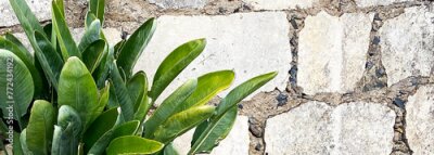 Papier peint  Banner with green Strelitzia reginae exotic tropical plant on old white stone background.Tenerife,Canary Islands,Spain. Selective focus.    
