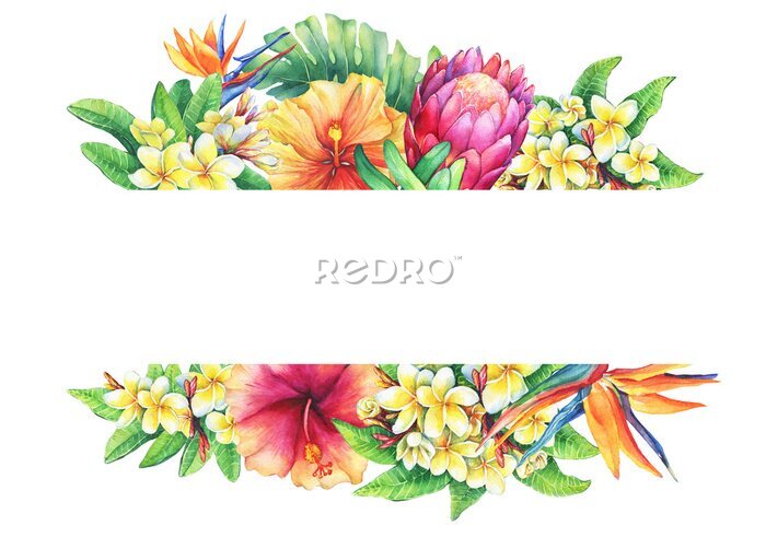 Papier peint  Bannière avec branches protéas violettes, plumeria, strelitzia et hibiscus. Bordure horizontale. Peinture aquarelle dessinée à la main sur fond blanc.