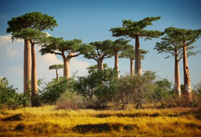 Papier peint  Baobab en Afrique