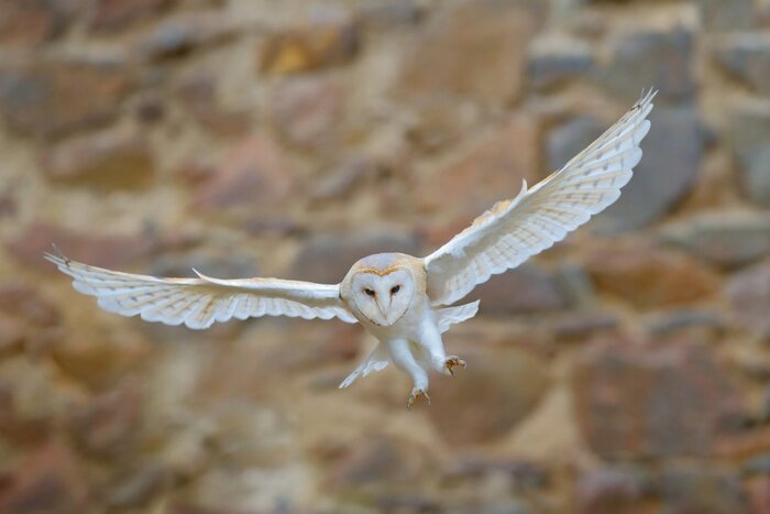 Papier peint  Barn owl, Tyto alba, with nice wings flying above stone wall, light bird landing in the old castle, animal in the urban habitat, France. White owl fly in the habitat. Wildlife scene from nature.