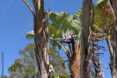 Papier peint  Baum-Strelitzie (Strelitzia nicolai), Südafrika