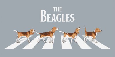 Papier peint  Beagle sur un passage piétons