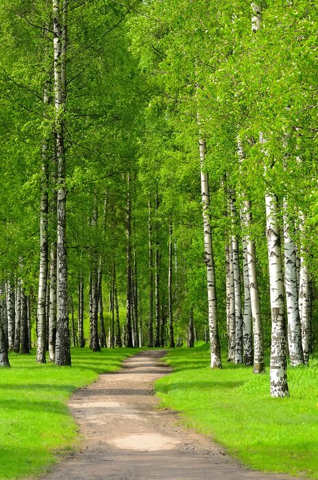 Papier peint  Beau chemin entre les bouleaux