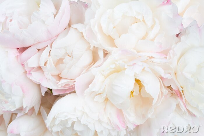 Papier peint  Beau, floral, fond