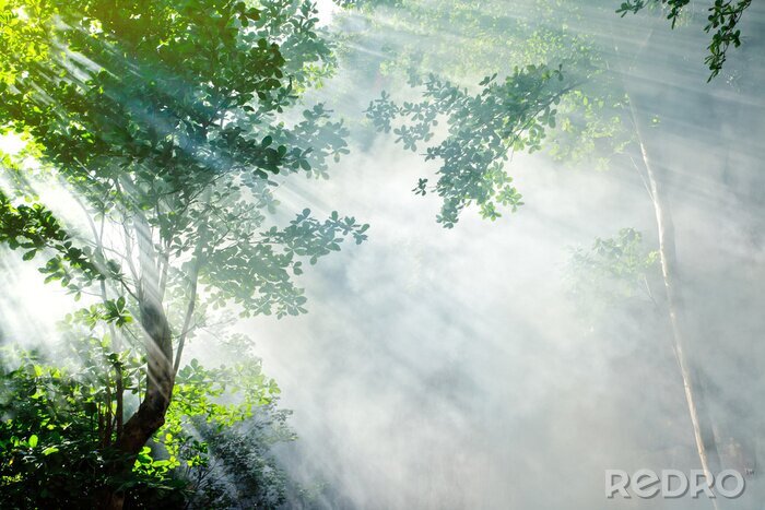 Papier peint  beau matin forêt tropicale rayon de soleil