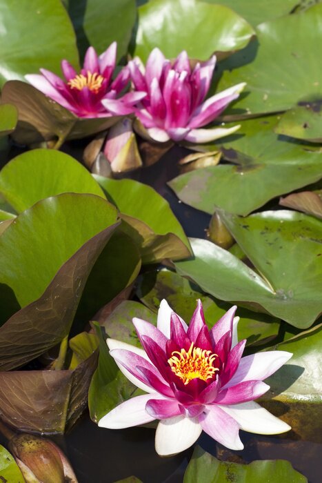 Papier peint  Beau nénuphar