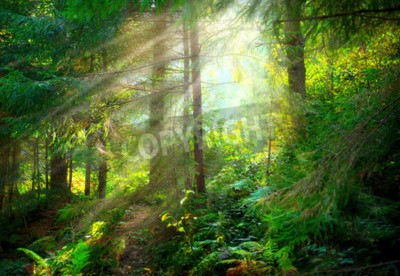 Papier peint  Beau paysage brumeux forêt verte