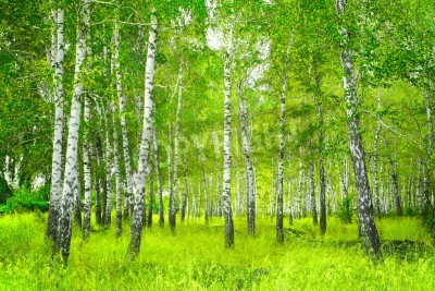 Papier peint  Beau paysage d’arbres dans une forêt de bouleaux