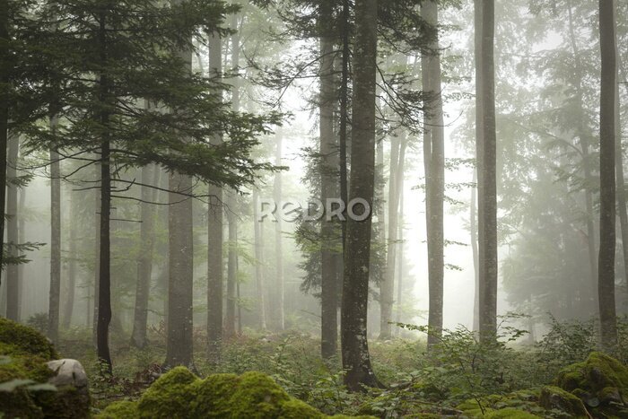 Papier peint  Beau paysage en forêt brumeuse