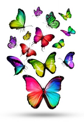 Beaucoup de couleur différents papillons volant