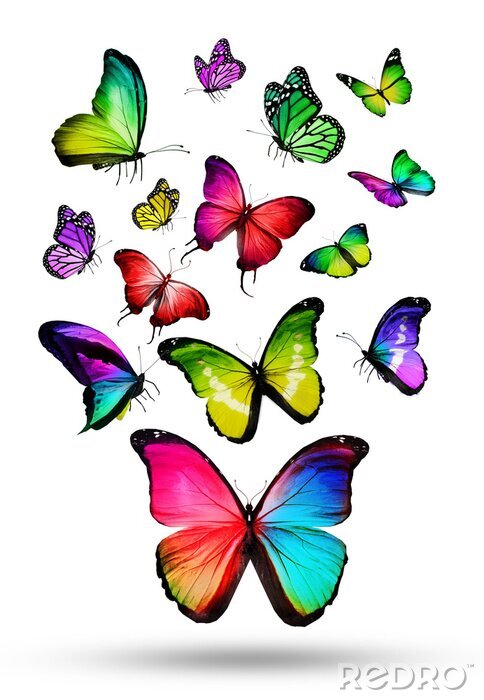 Papier peint  Beaucoup de couleur différents papillons volant