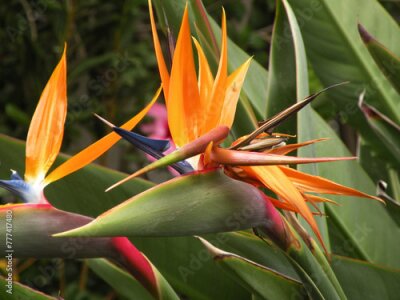 Papier peint  Beautiful and colorful Bird of paradise (Strelitzia reginae)