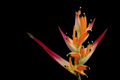 Papier peint  Beautiful and exotic strelitzia on a dark background. Paradise colorful flower in detail.