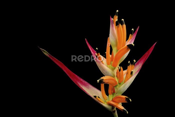 Papier peint  Beautiful and exotic strelitzia on a dark background. Paradise colorful flower in detail.