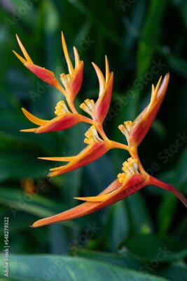 Papier peint  Beautiful and vibrant Paradise plant (Strelitzia) flowers in bright sunlight on a Singapore riverbank