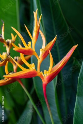 Papier peint  Beautiful and vibrant Paradise plant (Strelitzia) flowers in bright sunlight on a Singapore riverbank