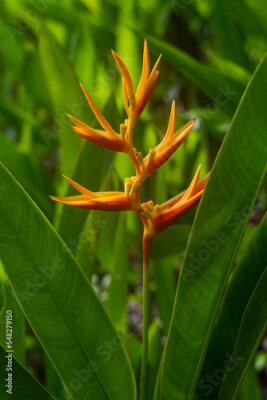 Papier peint  Beautiful and vibrant Paradise plant (Strelitzia) flowers in bright sunlight on a Singapore riverbank