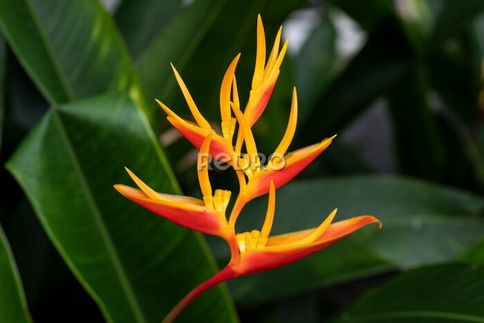 Papier peint  Beautiful and vibrant Paradise plant (Strelitzia) flowers in bright sunlight on a Singapore riverbank