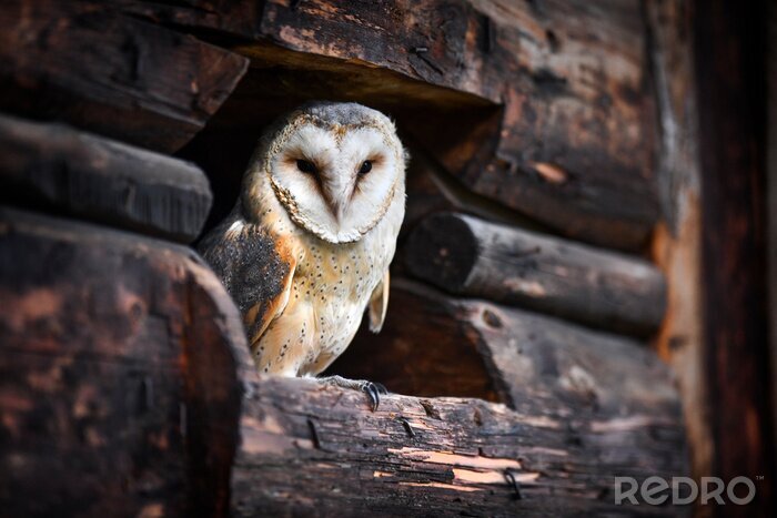 Papier peint  Beautiful barn owl sitting on old wood.