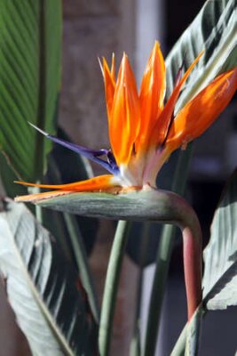 Papier peint  Beautiful Bird of Paradise flower, known as Strelitzia  