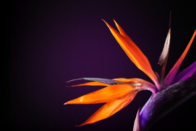 Papier peint  Beautiful Bird of Paradise flower on dark background, closeup