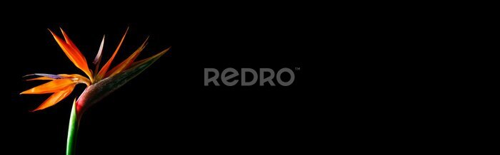 Papier peint  Beautiful bird of paradise flower on dark background, closeup