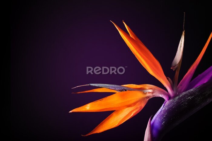 Papier peint  Beautiful Bird of Paradise flower on dark background, closeup