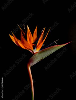 Papier peint  Beautiful Bird of Paradise flower or Strelizia (Strelitzia reginae) in nature against a black background