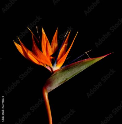 Papier peint  Beautiful Bird of Paradise flower or Strelizia (Strelitzia reginae) in nature against a black background