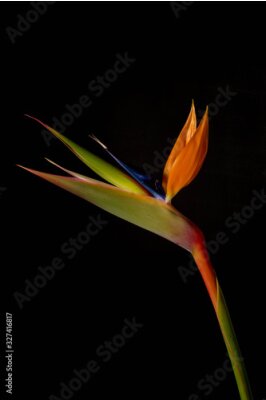 Papier peint  Beautiful Bird of Paradise flower or Strelizia (Strelitzia reginae) in nature against a black background