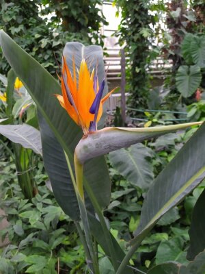Papier peint  beautiful Bird of Paradise flower orange Strelitzia reginae isolated in green background,