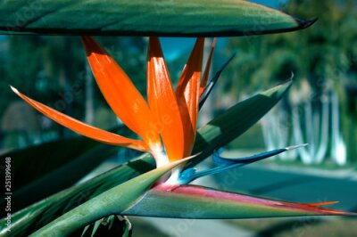 Papier peint  beautiful Bird of Paradise flower (Strelitzia reginae)