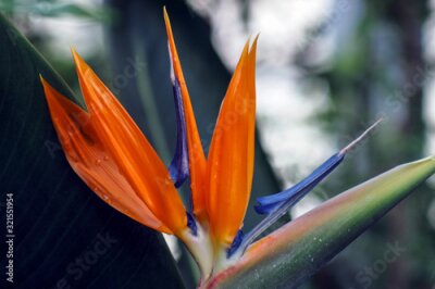 Papier peint  beautiful Bird of Paradise flower - Strelitzia reginae