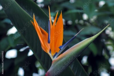 Papier peint  beautiful Bird of Paradise flower - Strelitzia reginae
