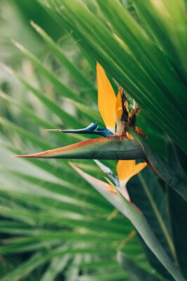 Papier peint  Beautiful Bird of Paradise flower (Strelitzia reginae) in a garden.