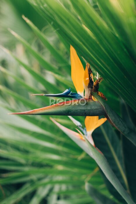 Papier peint  Beautiful Bird of Paradise flower (Strelitzia reginae) in a garden.